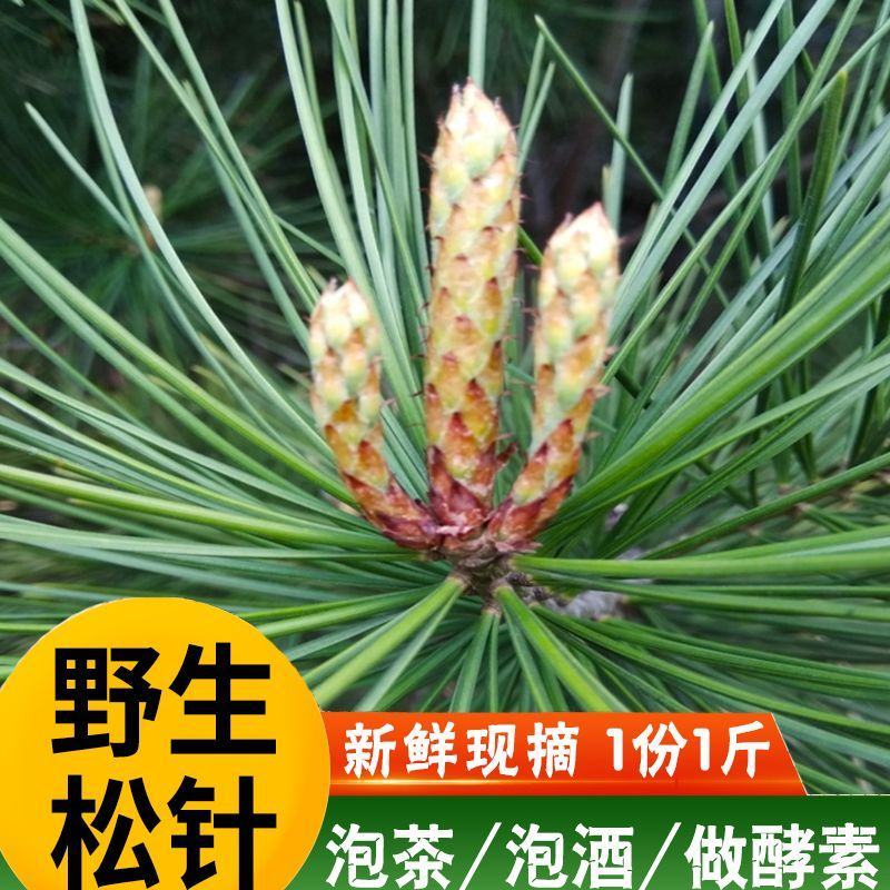 江西上犹新鲜松针马尾松松叶酵素全松茶养生茶泡水喝蒸包子蒸