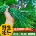 江西上犹新鲜松针马尾松松叶酵素全松茶养生茶泡水喝蒸包子蒸