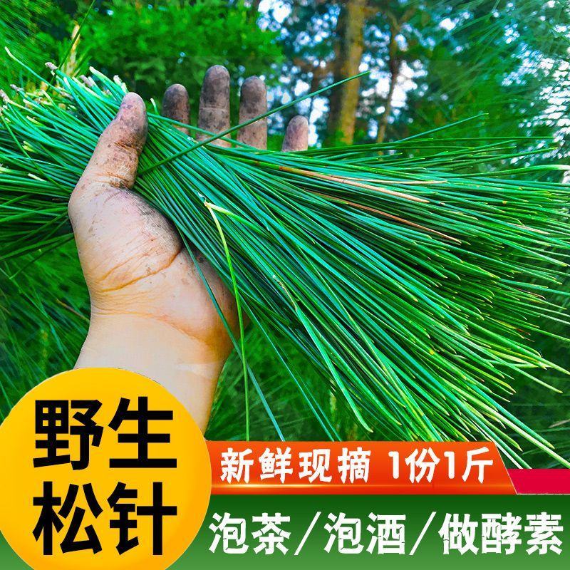 江西上犹新鲜松针马尾松松叶酵素全松茶养生茶泡水喝蒸包子蒸