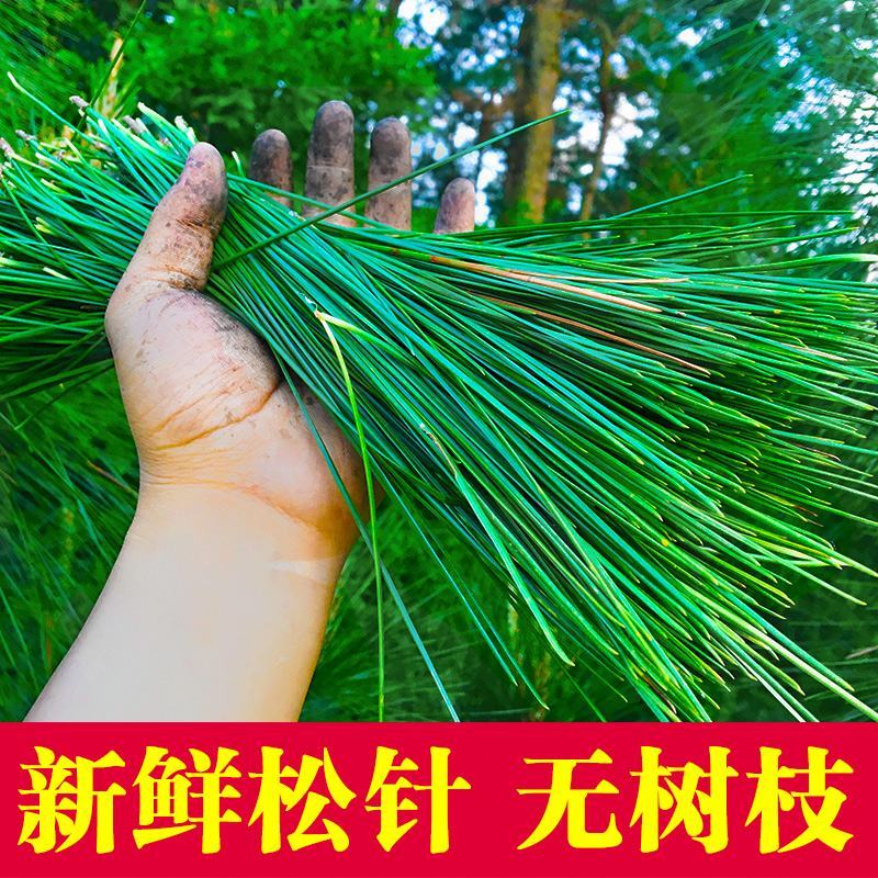 江西上犹新鲜松针马尾松松叶酵素全松茶养生茶泡水喝蒸包子蒸
