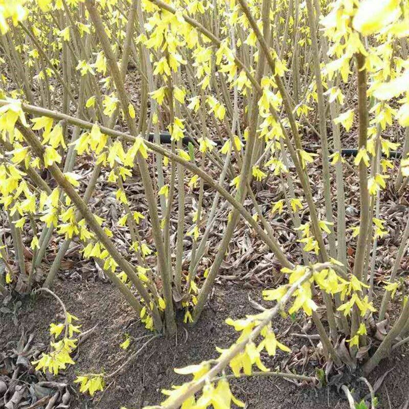 连翘苗庭院绿化工程苗木连翘花树苗南北方黄花条金钟花黄老虎