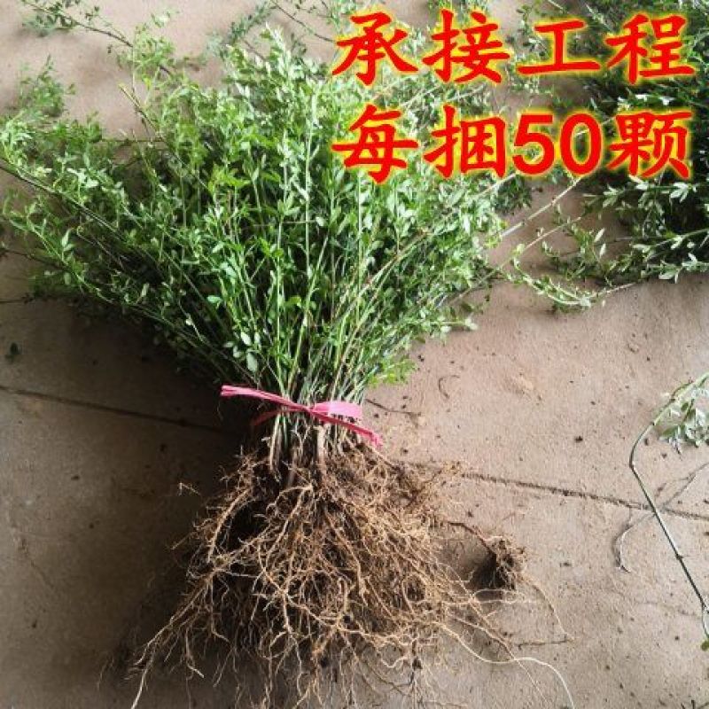 连翘苗庭院绿化工程苗木连翘花树苗南北方黄花条金钟花黄老虎