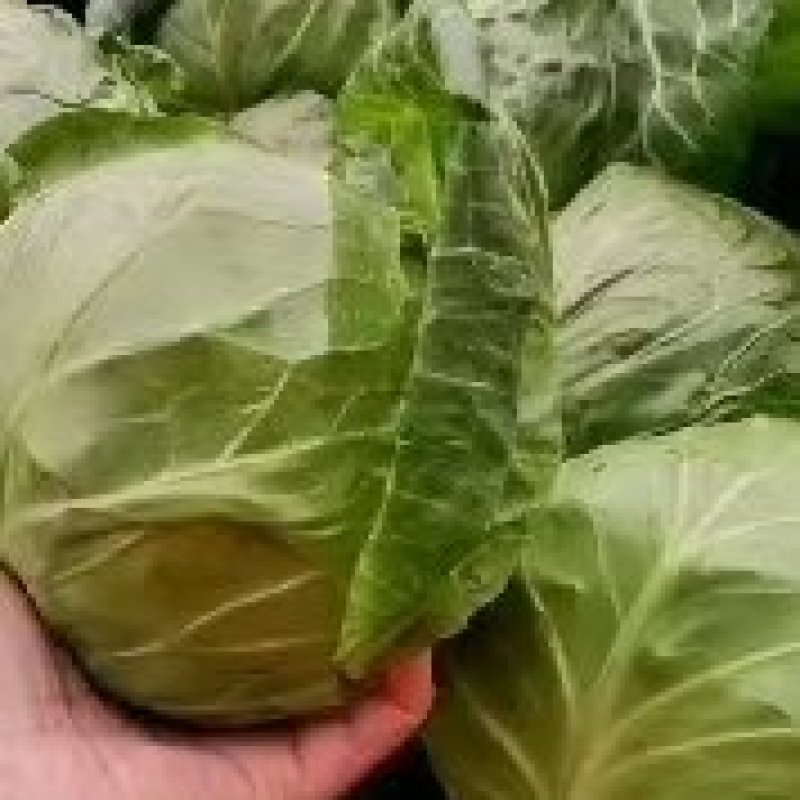 邯郸甘蓝