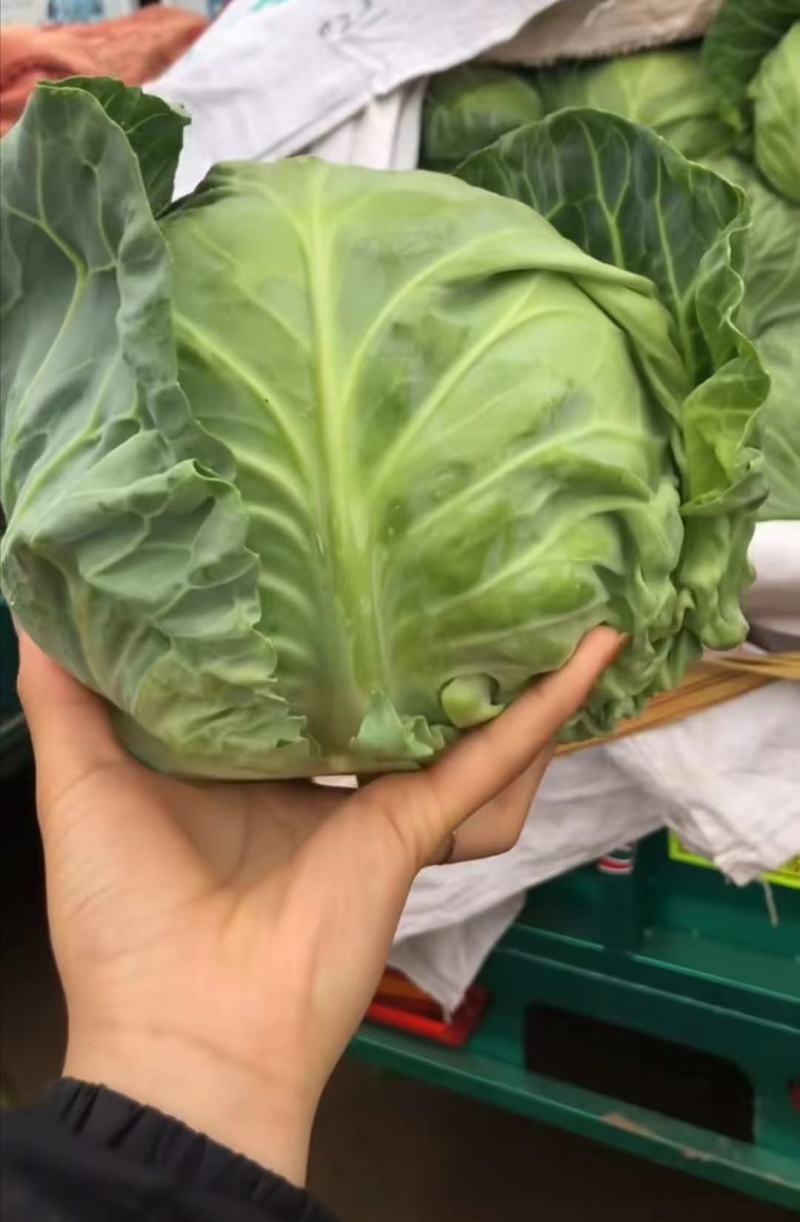 邯郸甘蓝