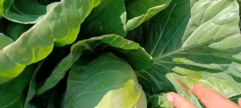 邯郸甘蓝