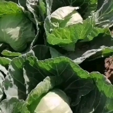 邯郸甘蓝