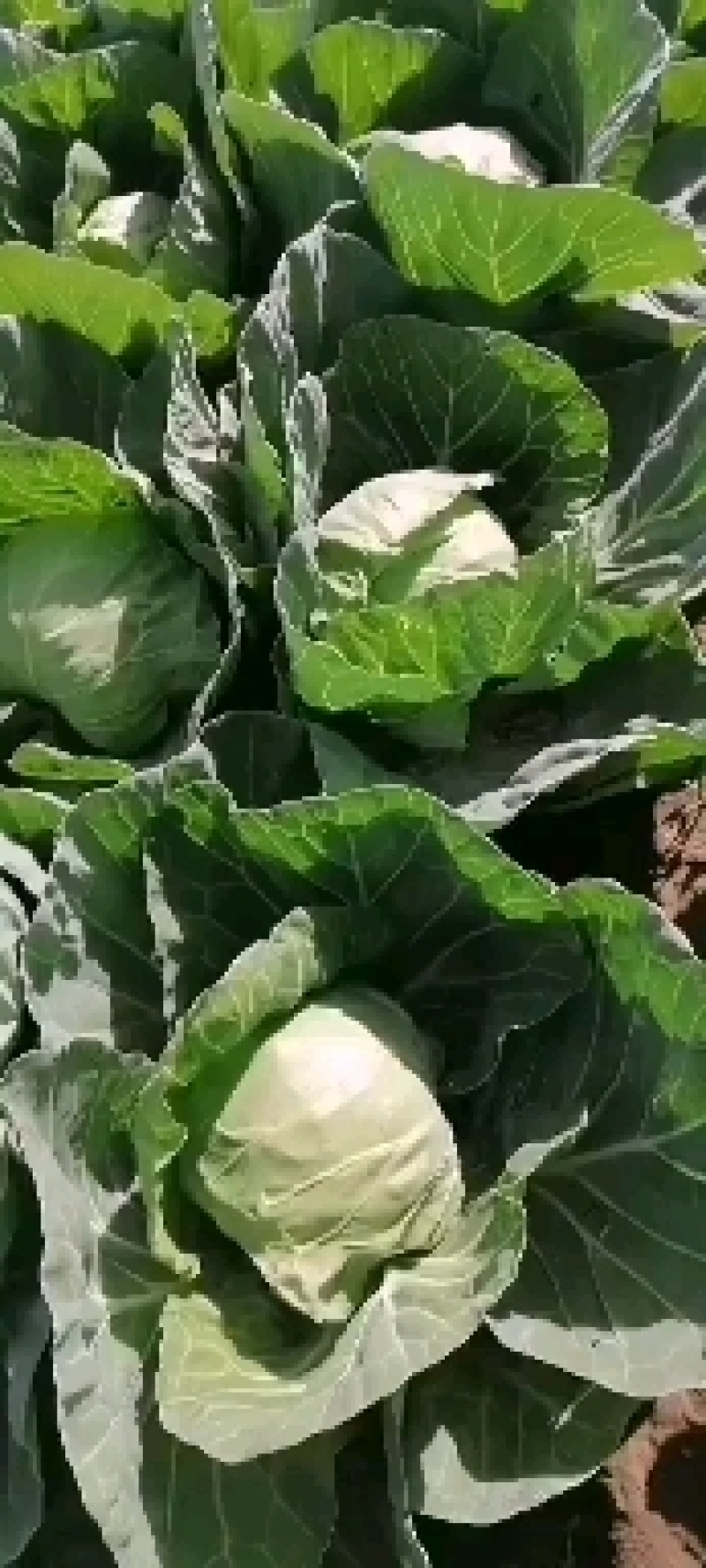 邯郸甘蓝