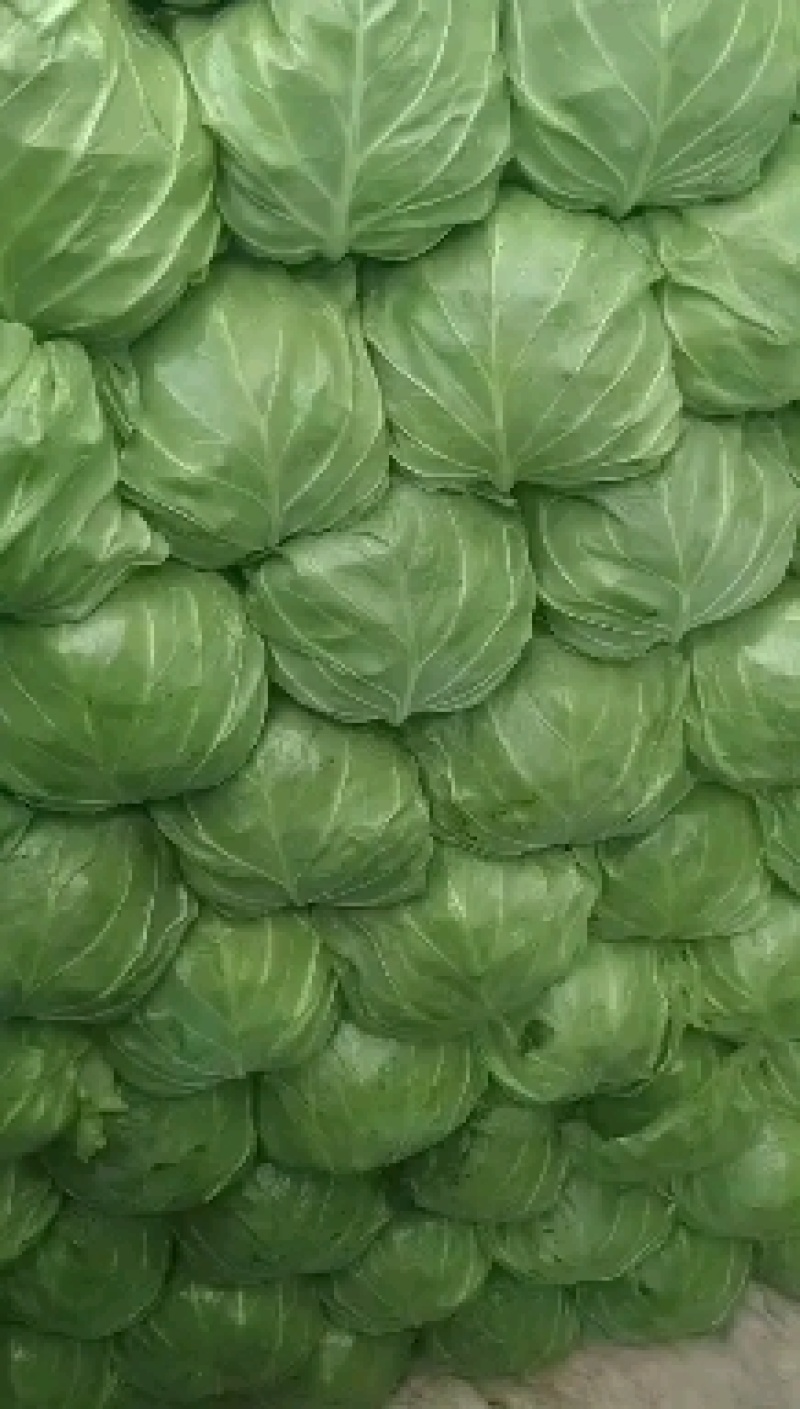 邯郸甘蓝