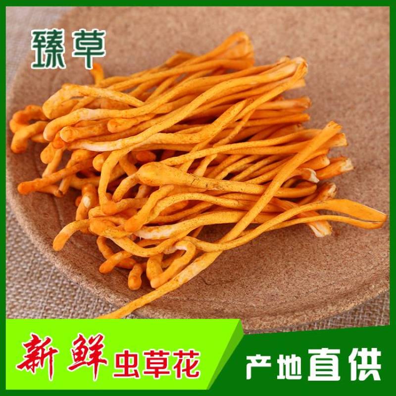内蒙古产地小包装虫草花100克新鲜条形均匀保质期长