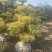 造型树