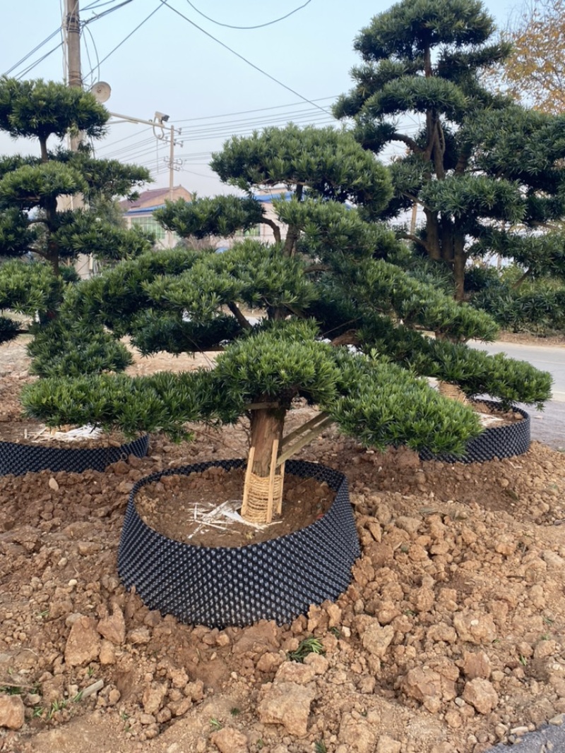 造型树