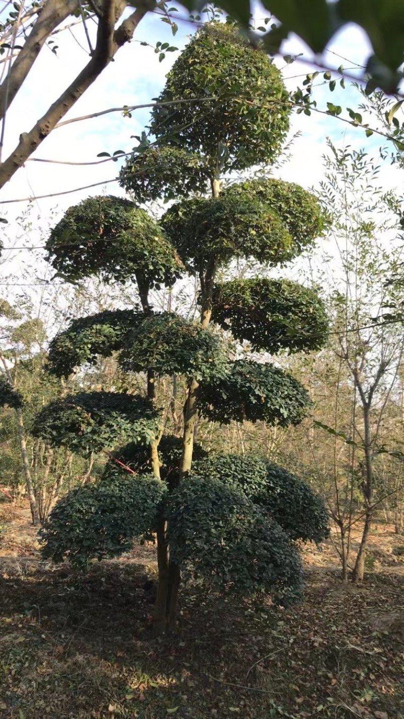 造型树