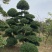 造型树