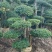 造型树