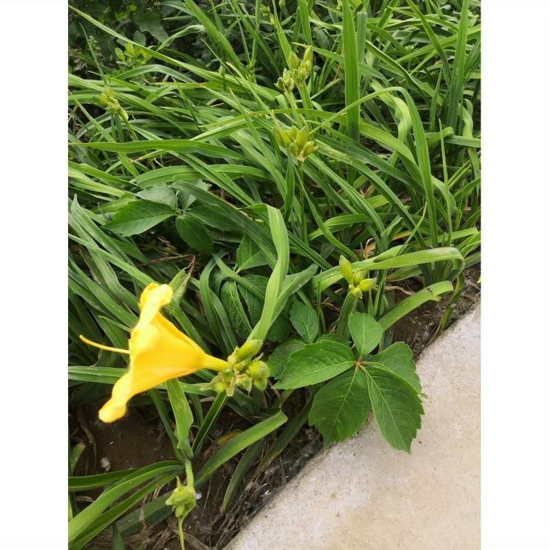 忘忧草花苗耐寒金娃娃萱草大花萱草花苗庭院绿化苗木盆栽地栽