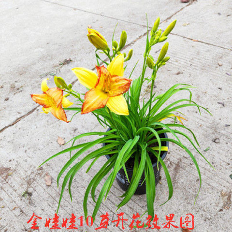 忘忧草花苗耐寒金娃娃萱草大花萱草花苗庭院绿化苗木盆栽地栽