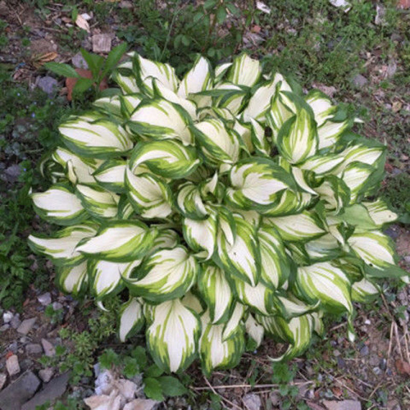 忘忧草花苗耐寒金娃娃萱草大花萱草花苗庭院绿化苗木盆栽地栽