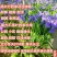 庭院别墅花园植物紫花鸢尾苗盆栽马兰花苗草本地栽多年生喜阴