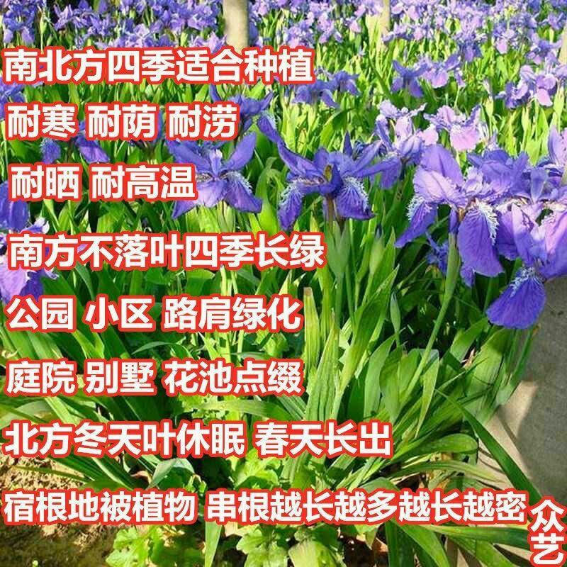 庭院别墅花园植物紫花鸢尾苗盆栽马兰花苗草本地栽多年生喜阴