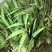 庭院别墅花园植物紫花鸢尾苗盆栽马兰花苗草本地栽多年生喜阴