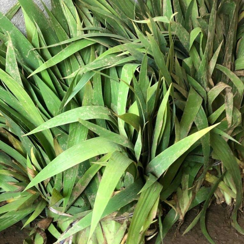 庭院别墅花园植物紫花鸢尾苗盆栽马兰花苗草本地栽多年生喜阴