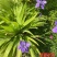 庭院别墅花园植物紫花鸢尾苗盆栽马兰花苗草本地栽多年生喜阴