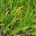 庭院别墅花园植物紫花鸢尾苗盆栽马兰花苗草本地栽多年生喜阴