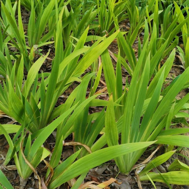 庭院别墅花园植物紫花鸢尾苗盆栽马兰花苗草本地栽多年生喜阴