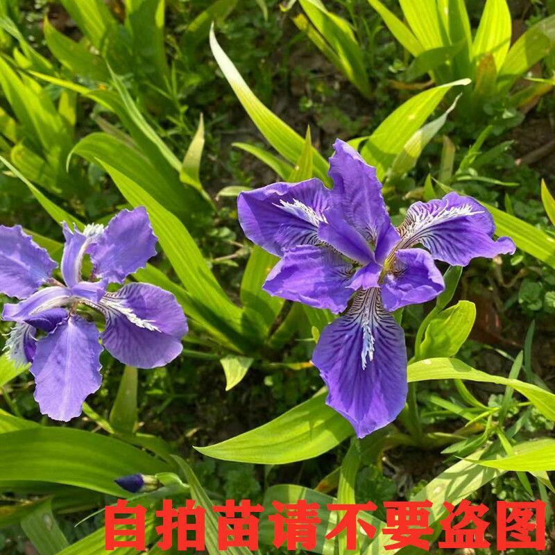 庭院别墅花园植物紫花鸢尾苗盆栽马兰花苗草本地栽多年生喜阴