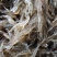 河虾，河虾，河虾冰鲜，鲜活河虾，中虾2-3左右
