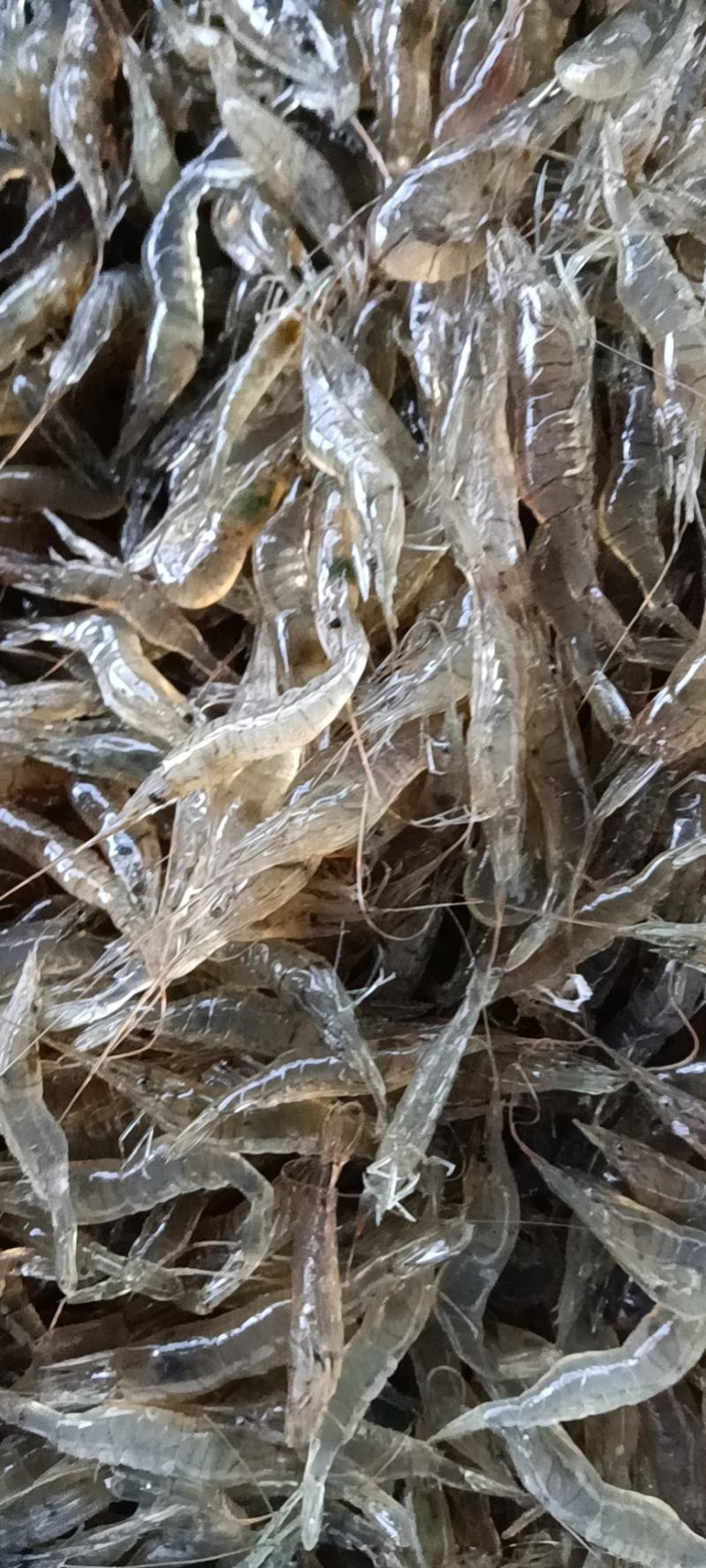 河虾，河虾，河虾冰鲜，鲜活河虾，中虾2-3左右