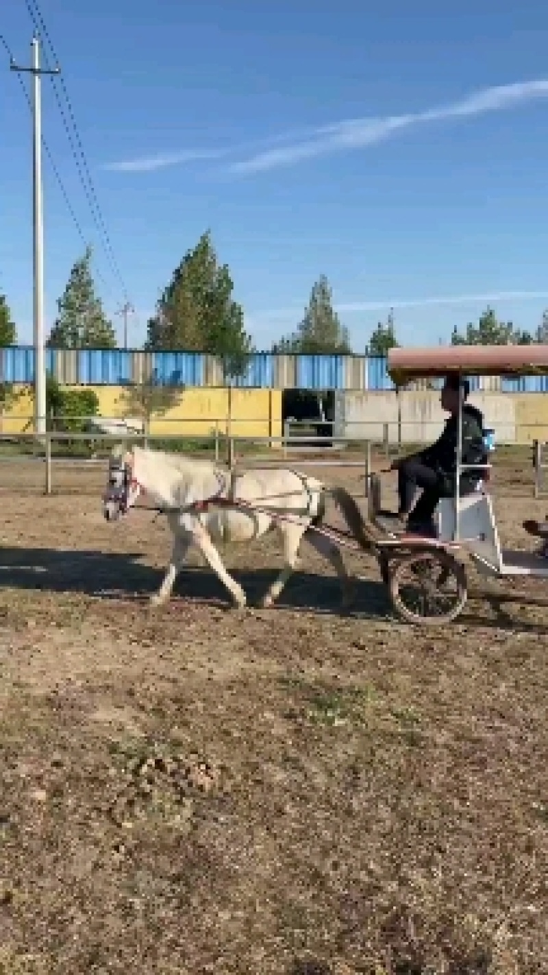 纯血马，半血马，德保矮马400~500kg