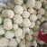 城固菜花1斤半以上乳白色保质量保满意光头