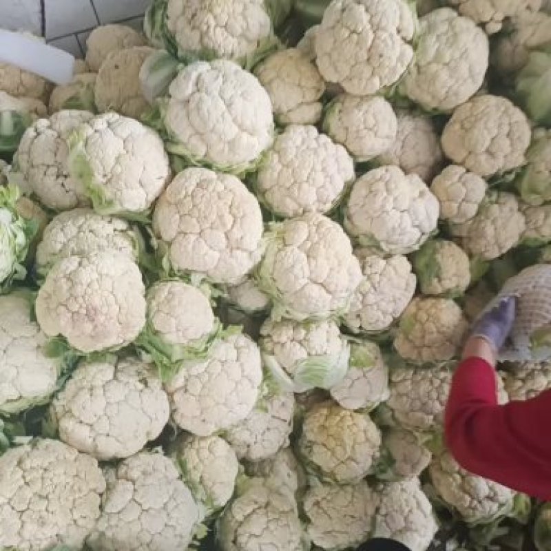 城固菜花1斤半以上乳白色保质量保满意光头
