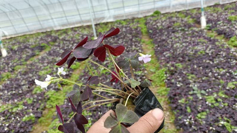 紫叶酢浆草小苗，紫叶醡浆草杯苗，坤盛花卉基地