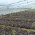 紫叶酢浆草小苗，紫叶醡浆草杯苗，坤盛花卉基地
