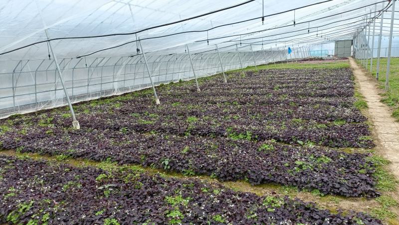 紫叶酢浆草小苗，紫叶醡浆草杯苗，坤盛花卉基地
