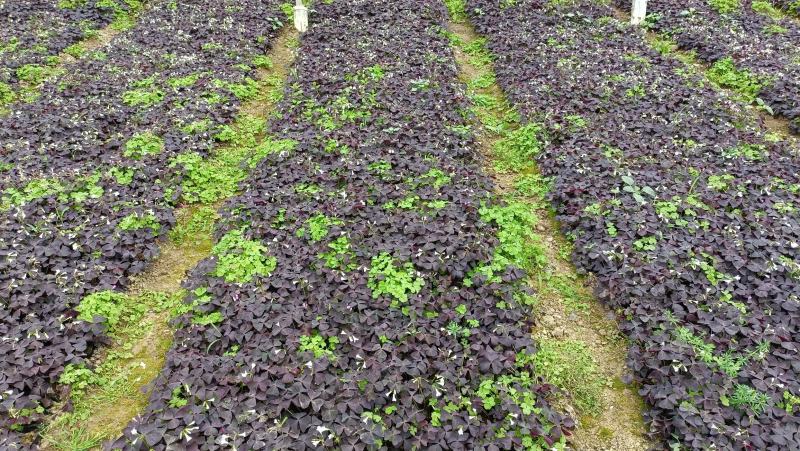 紫叶酢浆草小苗，紫叶醡浆草杯苗，坤盛花卉基地