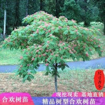 合欢树苗绿化合欢苗绒花树苗芙蓉花树苗庭院盆栽合欢树苗工程