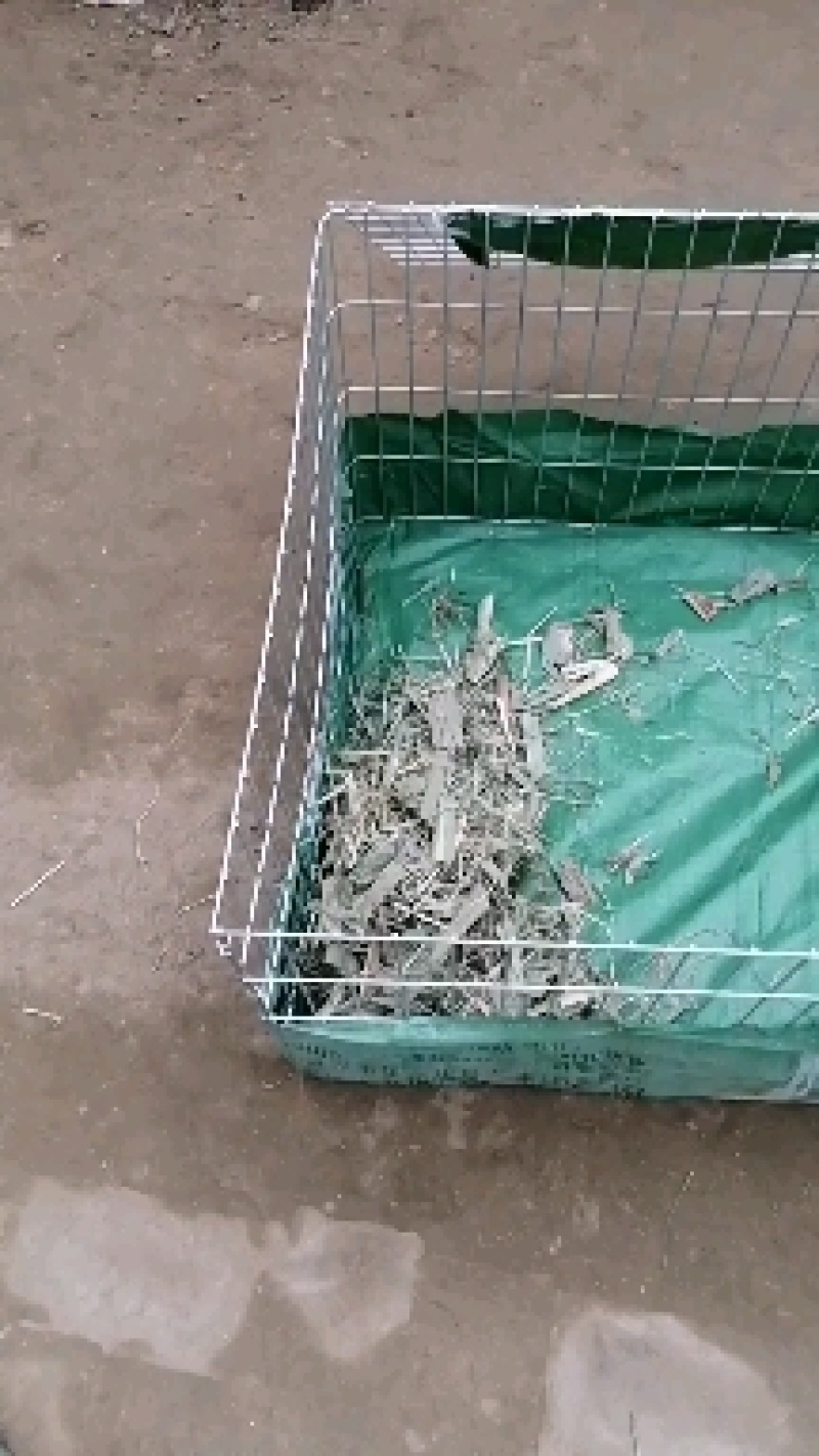 活羊羊羔青山羊羔羊断奶的青山羊羔羊包成活包健康包运输货到