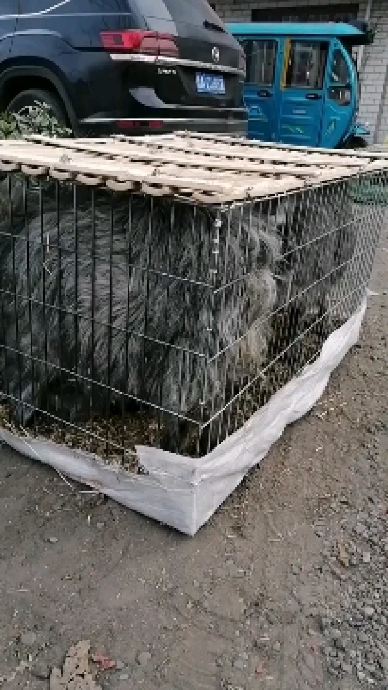 活羊羊羔青山羊羔羊断奶的青山羊羔羊包成活包健康包运输货到
