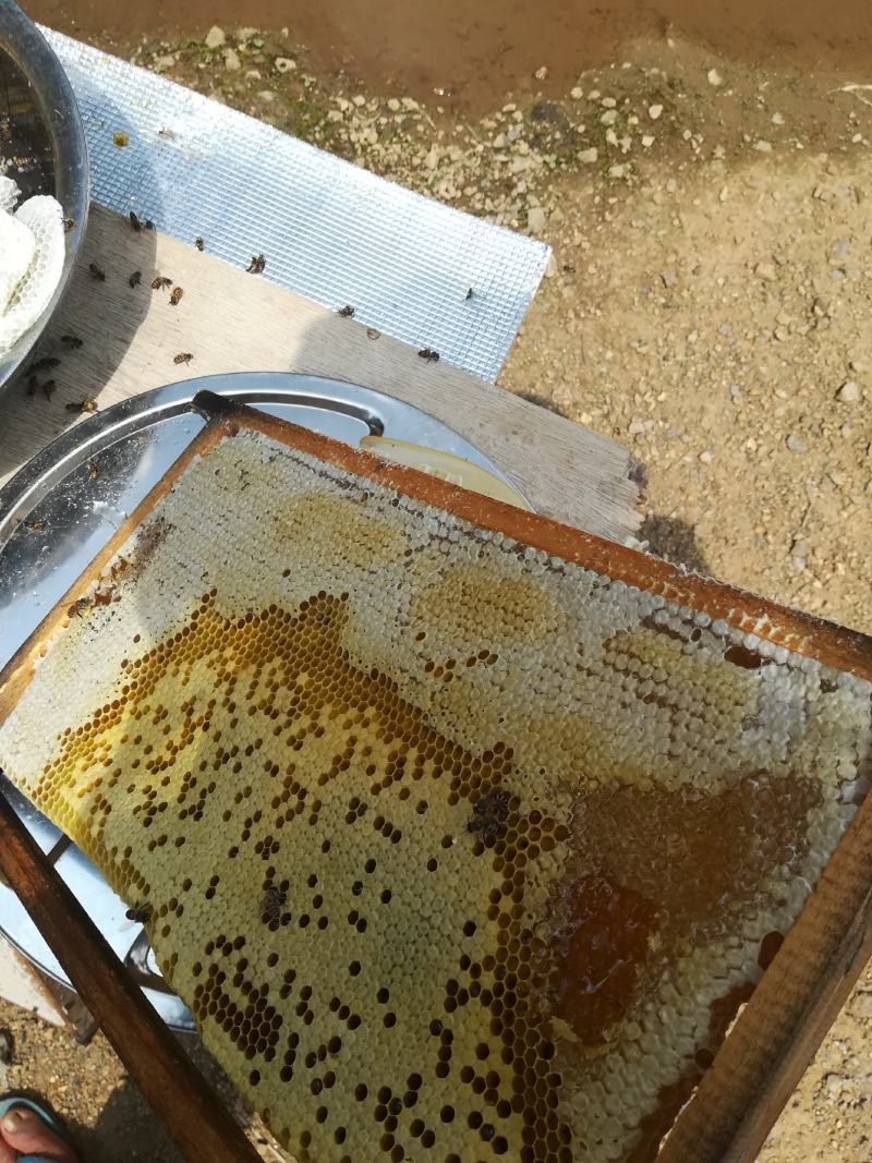 云南高山土蜂蜜