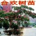 合欢树苗绿化合欢苗绒花树苗芙蓉花树苗庭院盆栽合欢树苗工程