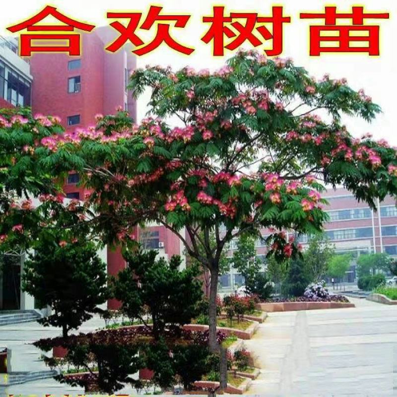 合欢树苗绿化合欢苗绒花树苗芙蓉花树苗庭院盆栽合欢树苗工程