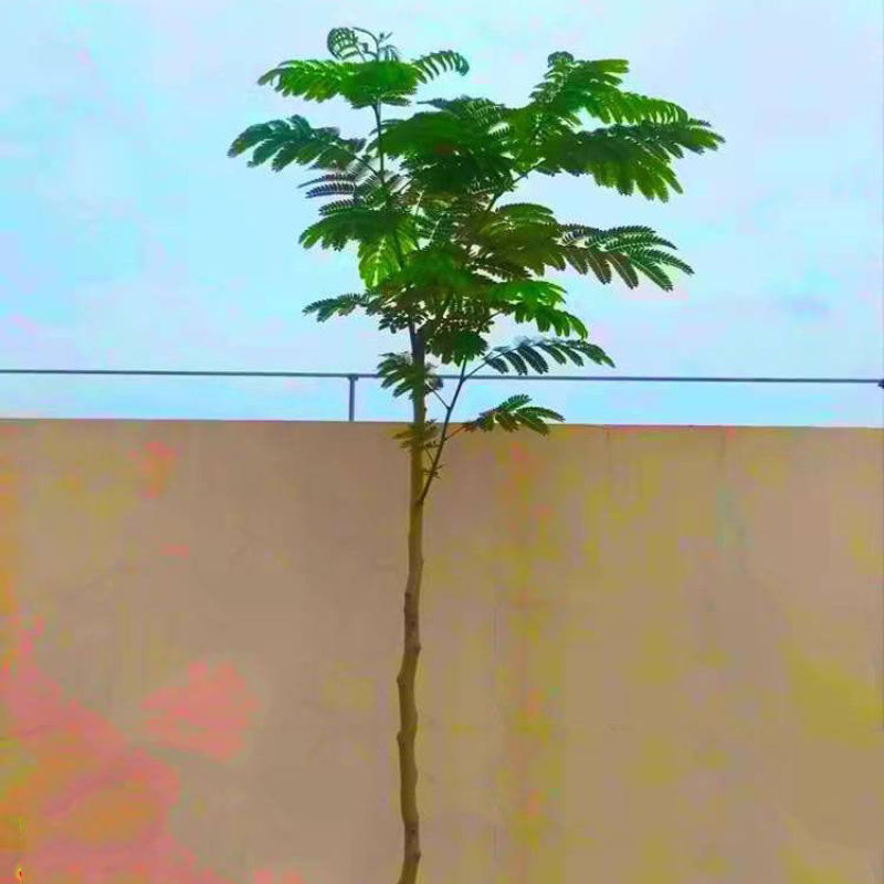 合欢树苗绿化合欢苗绒花树苗芙蓉花树苗庭院盆栽合欢树苗工程