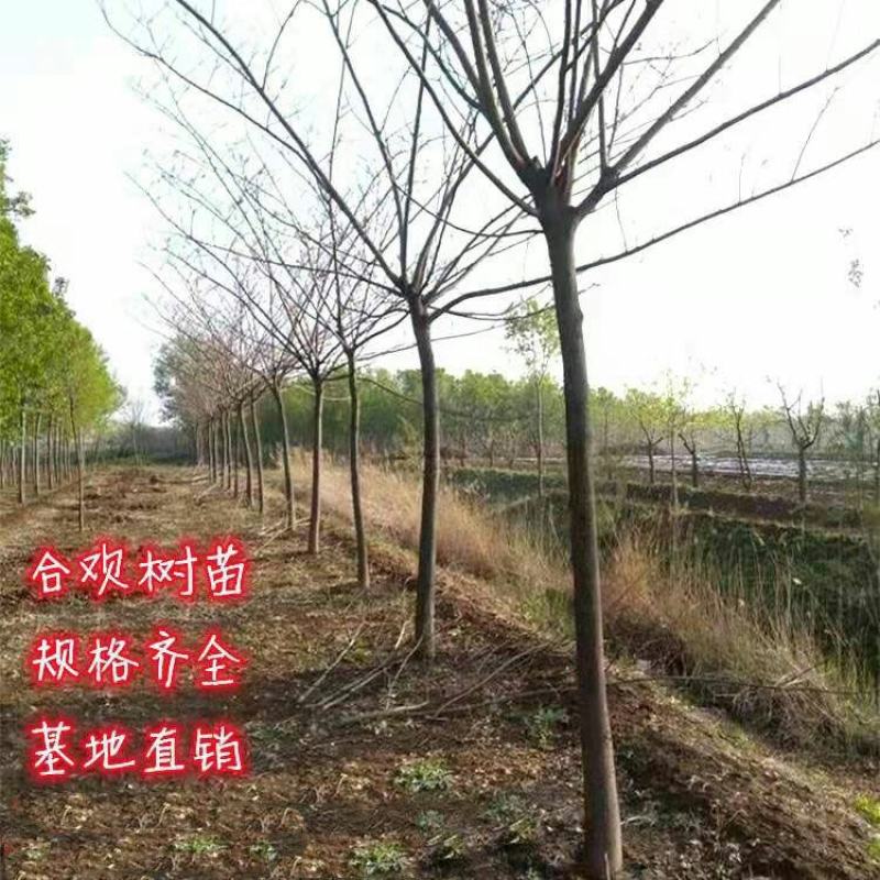 合欢树苗绿化合欢苗绒花树苗芙蓉花树苗庭院盆栽合欢树苗工程