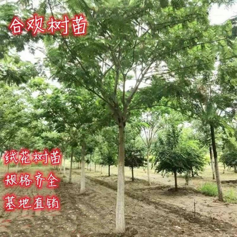 合欢树苗绿化合欢苗绒花树苗芙蓉花树苗庭院盆栽合欢树苗工程