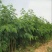 合欢树苗绿化合欢苗绒花树苗芙蓉花树苗庭院盆栽合欢树苗工程