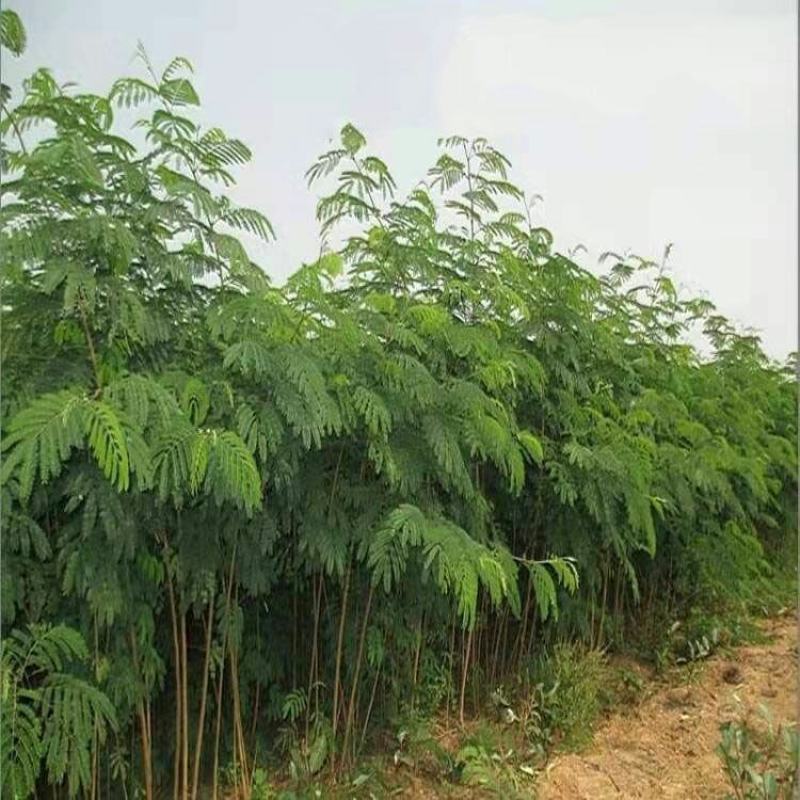 合欢树苗绿化合欢苗绒花树苗芙蓉花树苗庭院盆栽合欢树苗工程