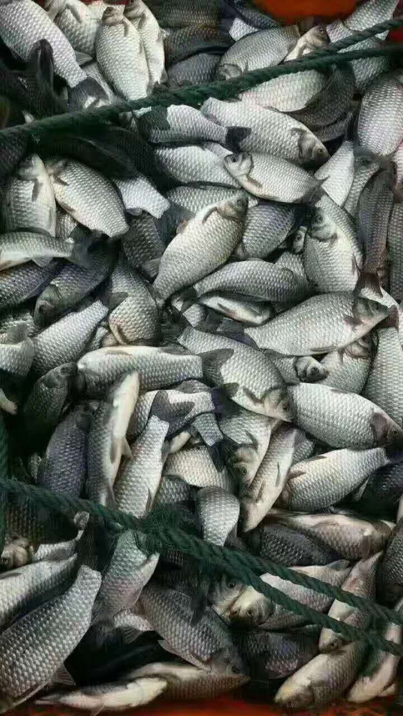 中科五号大规格淡水鲫鱼苗大量供应，可到店观看货源，提货！